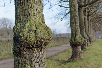 Burl on old oak tree with moss. Form of nature