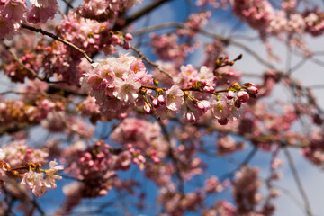 Pink Cherry blossom tree standing in the sun