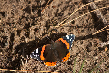 Butterfly sitting on the ground in the sun