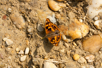 Butterfly sitting on the ground in the sun
