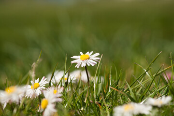 daisy flower (Bellis perennis) standing in the sun © Dennis van de Hoef