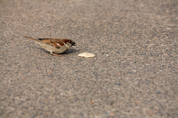 house sparrow eats some bread off the ground