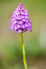 Pyramidal Orchid (Ancamptis pyramidalis) with out of focus background.