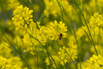 field of yellow flowers; blossoms of a rape plants