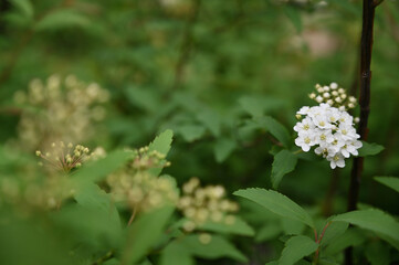 咲き始めた白い花