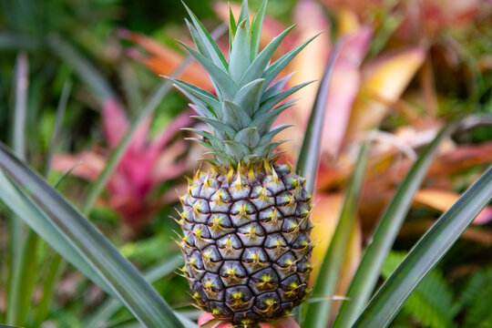 Pineapple tropical fruit growing in garden. Hawaiian pineapple farms in the countryside on the island Hawaii.