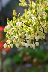 ドウダンツツジ（灯台躑躅）満天星