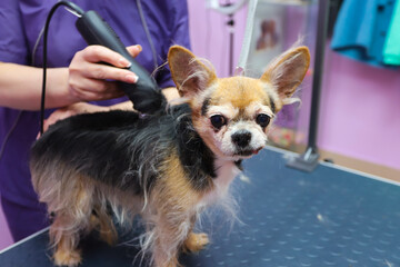 Groomer job. Haircut and shaving of a Chihuahua dog in the molting season. A specialist at work in a grooming salon. Taking care of pets.