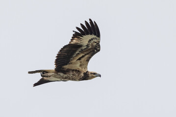 Juvenile White-bellied Sea Eagle in Queensland Australia