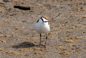 Red-capped Plover in Queensland Australia