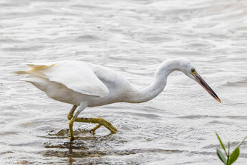 Rare White Morph Eastern Reef Egret in Queensland Australia