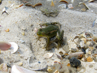 Green frog sitting on the sand
