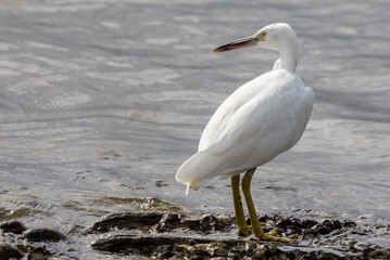 Rare White Morph Eastern Reef Egret in Queensland Australia