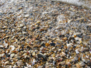 Seashells on the sand by the sea