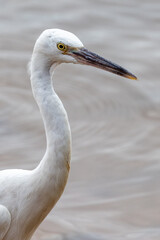 Rare White Morph Eastern Reef Egret in Queensland Australia