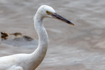 Rare White Morph Eastern Reef Egret in Queensland Australia