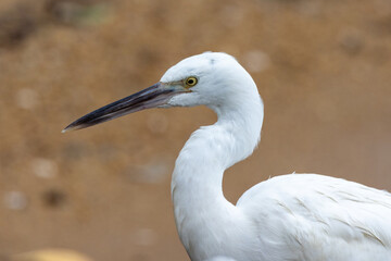 Rare White Morph Eastern Reef Egret in Queensland Australia