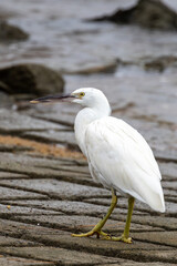 Rare White Morph Eastern Reef Egret in Queensland Australia