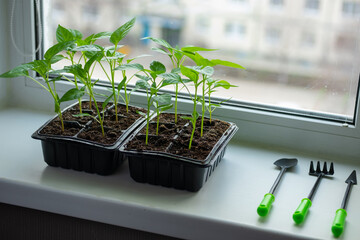 Growing vegetables pepper sprouts from seeds at home. Boxes with seedlings is on windowsill at home.