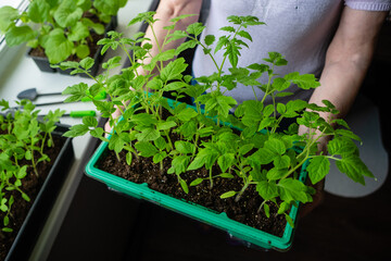Growing vegetables tomatoes sprouts from seeds at home. Elderly woman holds a box of seedlings at home or in a greenhouse.