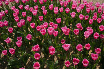 滋賀県米原市上丹生のチューリップ