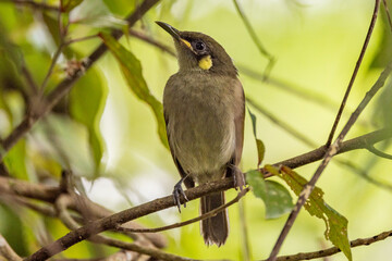 Cryptic Honeyeater in Queensland Australia