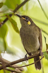 Cryptic Honeyeater in Queensland Australia