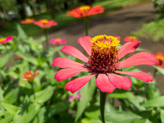 close up photos, macro photos of beautiful zinia flowers in the garden