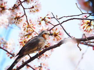 満開のソメイヨシノとヒヨドリ