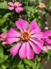 Fototapeta premium close up photos, macro photos of beautiful zinia flowers in the garden