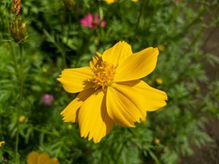 close up photo, macro photo of the beautiful yellow sulphureus Cosmos Flower in the garden