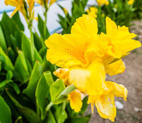 Leptokarya, Greece - June 09, 2018: Yellow flowers coastal plants irises.