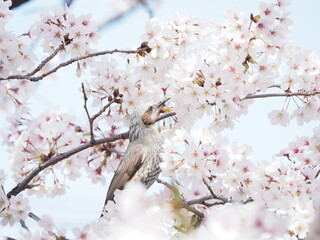 満開のソメイヨシノとヒヨドリ