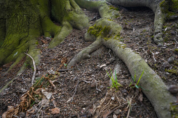the roots of the tree with moss