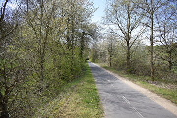 Fototapeta na wymiar Radweg Mayen - Polch, Frühlingsbäume wie ein Tunnel