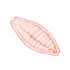 Ripe pink cocoa pod isolated on white background. Watercolor hand drawn illustration. Art for chocolate