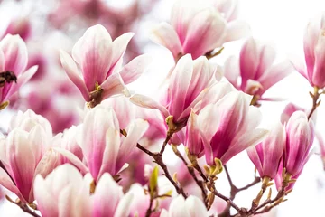 Foto op Canvas Lente bloemenachtergrond, mooi gebloeid licht, roze magnolia bloemen in zacht licht, selectieve focus, natuurconcept © Khaligo