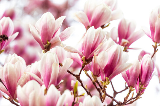 Spring floral background, beautiful bloomed light, pink magnolia flowers in soft light, selective focus, nature concept