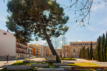Cipreses en una plaza en la ciudad de Guadalajara, en Castilla La Mancha, Espa&ntilde;a.