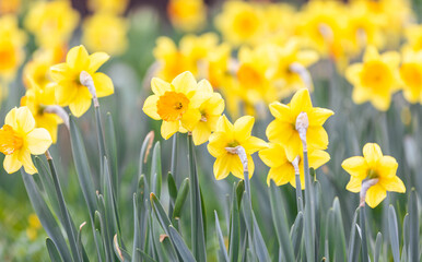 Fototapeta premium Spring flowers, close up of narcissus flowers blooming in garden, nature concept