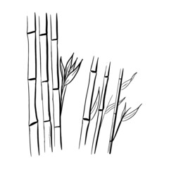Bamboo isolated in sketch style.