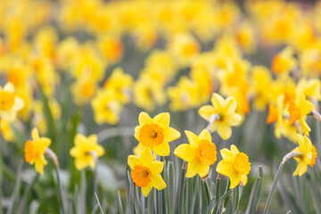 Obraz premium Spring flowers, close up of narcissus flowers blooming in garden, nature concept