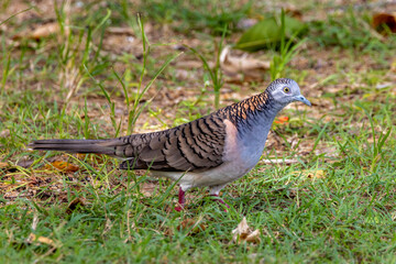 Bar-shouldered Dove in Queensland Australia