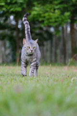 Obraz premium Egyptian Mau Havana Brown grumpy frowning cat on green lawn beautiful background