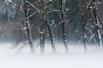 An eerie mist covers the floor of yosemite valley, while a thin layer of snow outlines the trees in during a beautiful sunset.