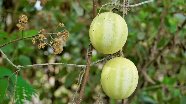 Beautiful ripe fruit of Echinocystis lobata also known as wild cucumber