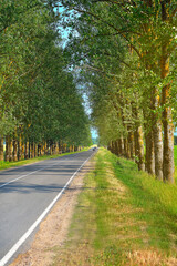 road in the alley of trees, cars on the road in the alley of trees, road in the sun, selective focus, soft focus