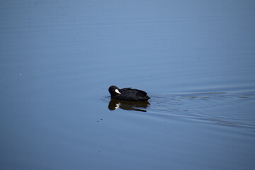 Blässhuhn in tiefblauem Wasser