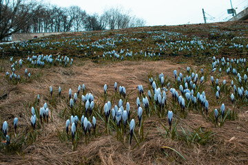 The first snowdrops among last year's dry grass