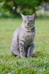 Egyptian Mau Havana Brown grumpy frowning cat on green lawn beautiful background